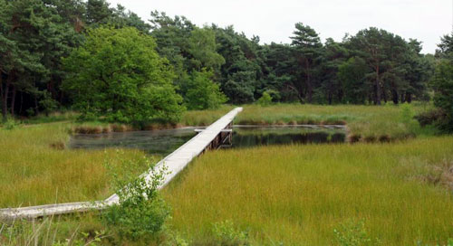 Eendenhut Eendenmeer Nieuw-Bergen