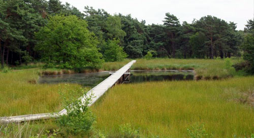 Eendenmeer Nieuw-Bergen